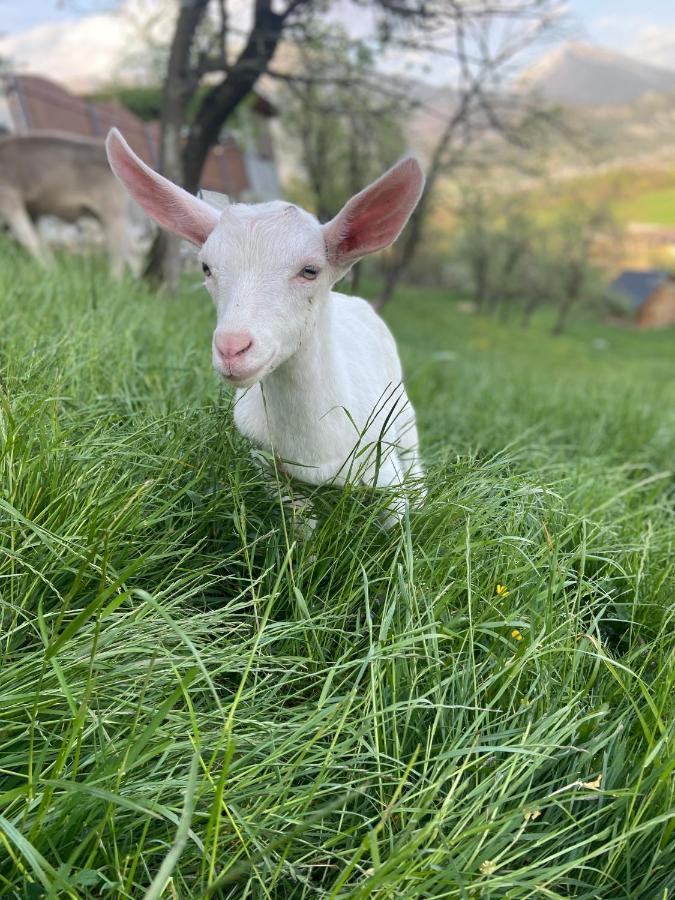 Tourist Farm "Pri Biscu" Villa Bled Eksteriør bilde
